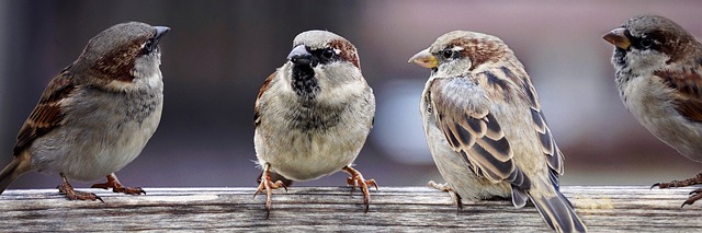 Pictures of sparrows